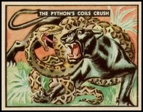 80 The Python's Coils Crush